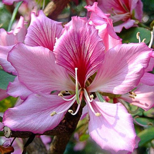 Bauhinia variegata orchid tree