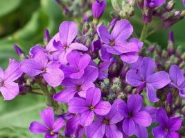 JGBOS Sell 1500 Dames Rocket Danask Violet Hesperis Matronalis Dame&#39;S Purple Flo - $9.00