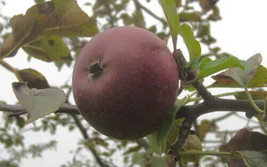VP Black Oxford Apple for Garden Planting USA 25+ Seeds - $8.22