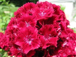 100 Pcs Red Cardinal Dianthus Seeds #MNSB - £13.36 GBP