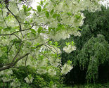 5 Seeds Fringe Tree (Chionanthus virginicus) From US - $9.85