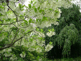 5 Seeds Fringe Tree (Chionanthus virginicus) From US - £7.87 GBP