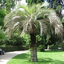 SEPTH Coco Jelly Pindo Palm (Butia capitata), 10 seeds - $6.00