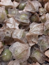 Physalis neomexicana - Ground Cherry from New Mexico - 40+ seeds - So 086 - £1.56 GBP