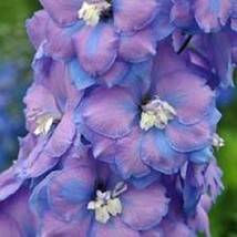 25 Seeds Delphinium Consolida Fancy Blue Purple  Flower Seeds  / Perennial - $15.44