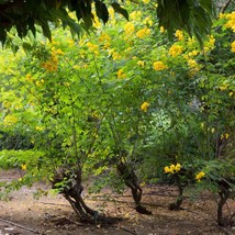 Senna Seeds (Cassia Angustifolia) - 30 Organic Sanay Seeds, Natural Laxative, He - £4.74 GBP