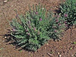 SEPTH 20 CAT THYME Teucrium Marum Kitty Crack Mediterranean Germander Fl... - £6.43 GBP