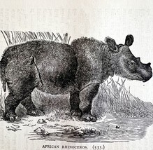 African Baby Rhinoceros 1890 Woodcut Victorian Stanley In Africa Animals DWAA2C - $29.99