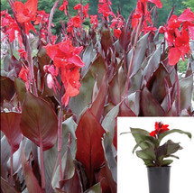 SEPTH Canna Australia 4inches Plant Canna Lily Plant Red Leaf Orange Flower Lily - $7.49