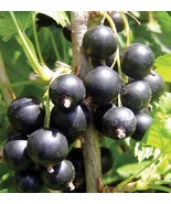 10-16&quot; tall Black Currant Consort, 1 well rooted plant, 1 year old - £22.80 GBP