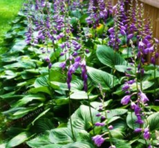 100 Seeds Hosta Seed S Plantain Lily Flower White Lace Ground Cover Plant Ground - £7.89 GBP