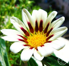 Gazania Bonsai Multicolor Mixed Plant Beautiful Gazania Flower Garden 100pcs/Lot - $9.89