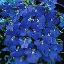 50+ Lobelia Regatta Blue Trailing Perennial Flower Seeds - £7.68 GBP