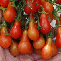 Red Pear Tomato Grown To Organic Standards Garden - £9.35 GBP