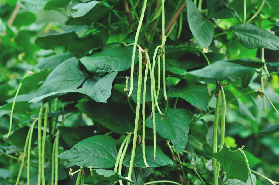 THJAR 50 Yard Long Bean seeds Asian Chinese String beans NON-GMO - $3.98