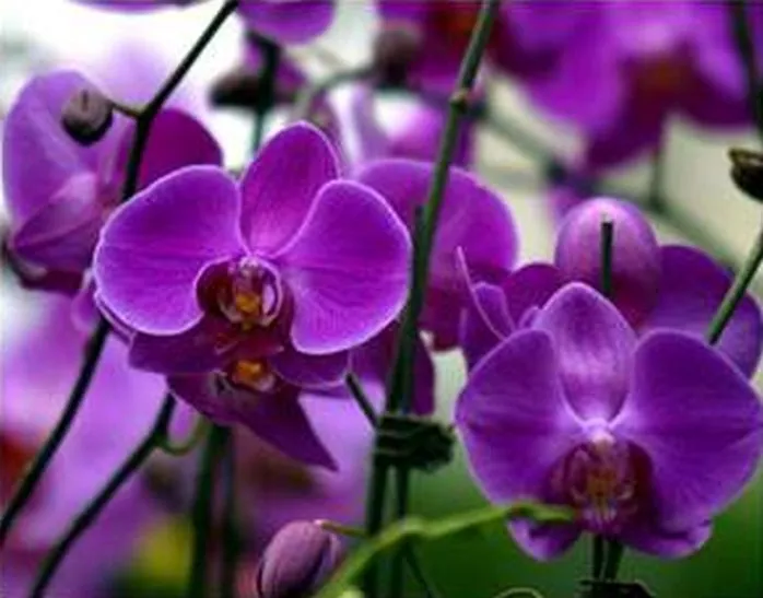 33 Pcs Phalaenopsis Orchid Flower Seeds Peach Butterfly Orchid - £7.04 GBP