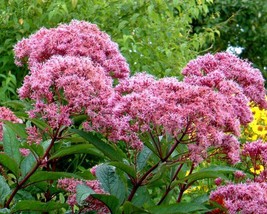 Eupatorium Cannabinum Holy Rope Seeds Fresh Usa Seeds - $16.96