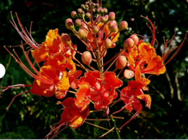  RED BIRD OF PARADISE Flower 10 Seeds - $9.99