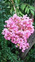 25 Biloxi Crepe Myrtle Seeds Lagerstroemia Biloxi USA SELLER Fast Shipping - £8.25 GBP