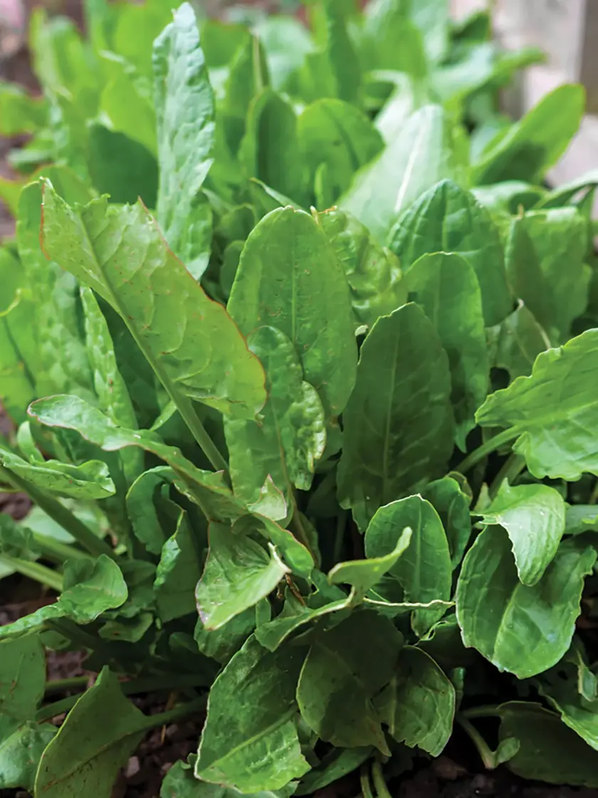 1000 Heirloom Large Leaf Sorrel Seeds | Non-GMO | Fresh Herb Garden Seeds - $5.98