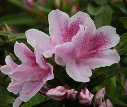 1 live plant George Tabor Azalea - Starter Plant ( M ) - £22.36 GBP