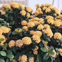 Yellow Maui Ixora Tropical Starter Live Plant 7 Inches Tall~2 Plugs Per Order - $17.24