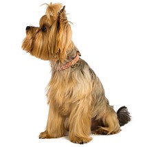 BECHIVA Soft real leather collar for small dogs/cats. Chihuahua, Yorkshire Terri - £37.48 GBP