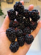 100 Seeds Blackberry Homegrown Edible Berry Bush Quick Sprout Heirloom Seeds Gar - £6.58 GBP