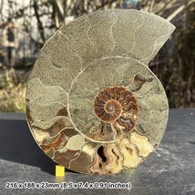 Giant fossilised cut &amp; polished ammonite single fossil section cephalopod, - $241.26