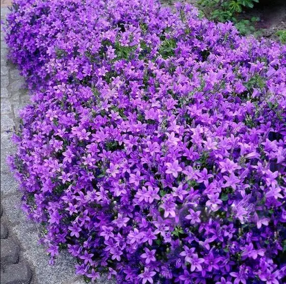 Dark Purple Lilac Seeds Tree Fragrant Flowers Perennial Flower Fresh Garden - $11.99
