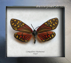 Campylotes Burmanus Real Day Flying Moth Entomology Collectible Museum Shadowbox - £46.20 GBP