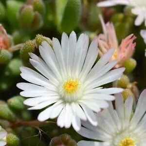 20 Ice plant drought resistant flower seeds for spring summer pink Yello... - $4.53