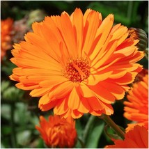 CALENDULA BALL&#39;S IMPROVED ORANGE, 125 SEEDS R - $269.36 MXN