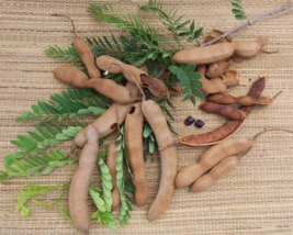 Seeds of Tamarindus Indica,Indian tamerint,Tamarind Tree 10 Seeds for So... - $1.75