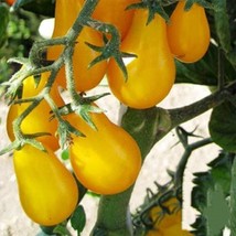 Grow Yellow Plum Tomato Seeds Nongmo 50 Seedsperfect Sauces And Slices - £7.21 GBP