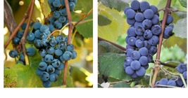 Concord grape cuttings Table grape/Juice grape 5pcs Garden &amp; Outdoor Living - £35.11 GBP