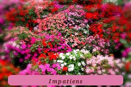 Impatiens Bush Flower Seeds 25 Fresh Impatiens Bush Flower Garden Seeds ... - $2.23