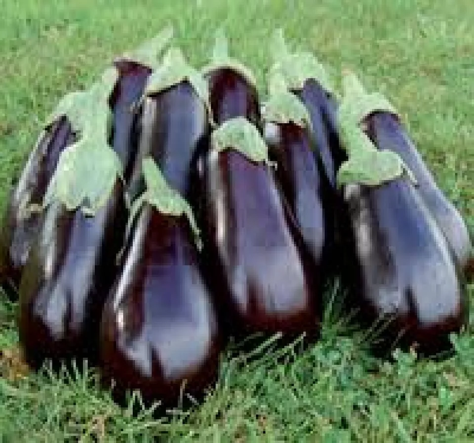 150 Fresh Seeds Florida Market Eggplant - £7.62 GBP