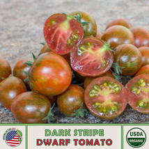 10 Organic Dark Stripe Micro Dwarf Tomato Seeds Multiflora Fresh Seeds USA - $9.98