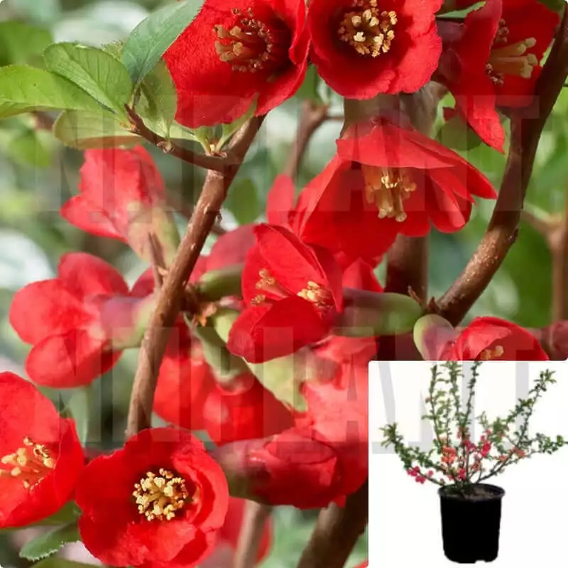 Chaenomeles Texas Scarlet 1 Gallon Flowering Quince red Flower live plant  - $39.99