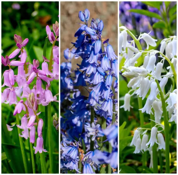 10 Mixed Wood Hyacinth English Woodland Spanish Bluebell Scilla Flower S... - £7.19 GBP