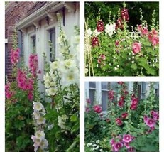 60 Seedsndian Spring Hollyhock Flower Seeds Mix Color USA Garden - $9.36