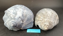 Lot Of 2 : Blue-Grey 7-Inch Welk Shells - $18.00