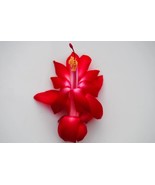 Christmas Cactus Starter Plant Lipstick Schlumbergera Truncata - $955.32 MXN