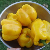 Golden Cal Wonder Sweet Bell Pepper Vegetable Seeds Fresh Gardening - $14.52