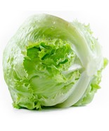 SDC Iceberg Lettuce Seeds Organic Seeds Easy Grow - $19.79 CAD