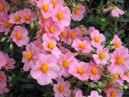 50 Mixed Colors Rock Rose Aka Sunrose Mix Helianthemum Mutabile Flower S... - £8.41 GBP