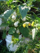 USA White Star Finger Fruit Eggplant Solanum Melongena Aubergine Fruit 40 Seeds - £8.75 GBP