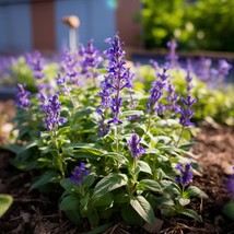 Cream Wild Indigo Flower Seeds Fresh Seeds From US - £7.44 GBP