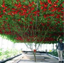  SEED 200pcs Italian Tree Tomato &#39;Trip L Crop&#39; Seeds - £3.13 GBP